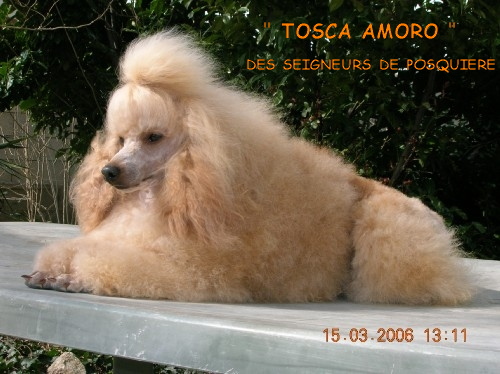 Tosca amoro des seigneurs de Posquiere